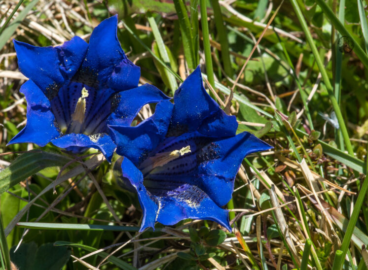 Gries im Sellraintal